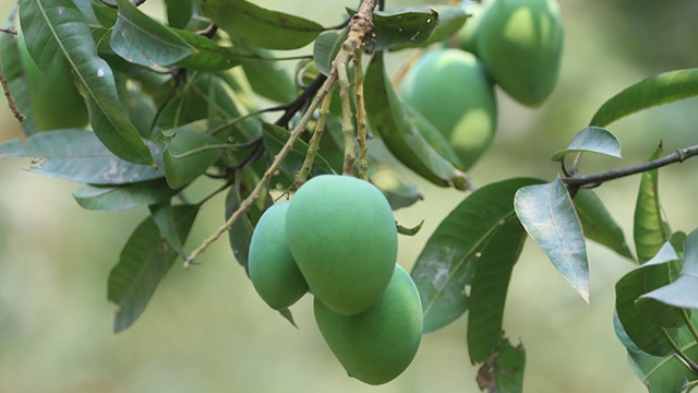 রংপুরের বিখ্যাত হাাঁড়িভাঙা আম। ছবি: সংগৃহীত